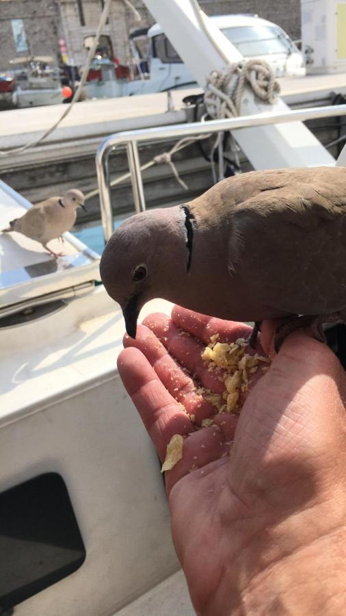 Botel Sejour De Reve Avec Parking Inclus